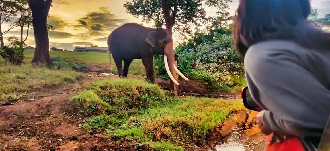 Bob Forest Stay Batheri India